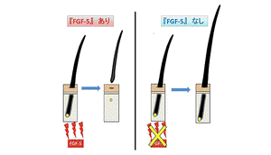 【抑制FGF-5】強效生髮因子